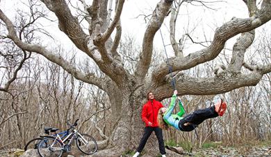 large tree on island Jomfruland