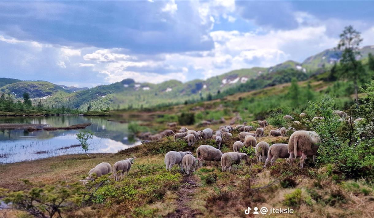 flock of sheep on the mountain