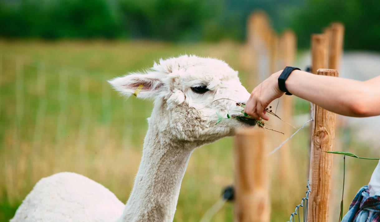 Alpaca at Svenseid Alpaca in Lunde