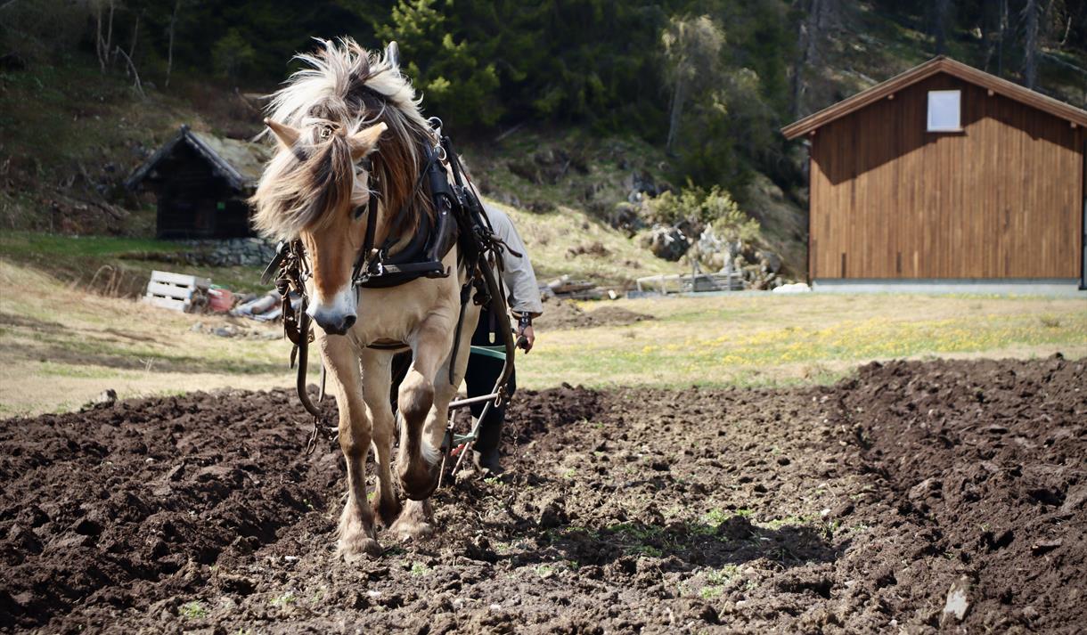Museum farmer, Vest-Telemark museum Eidsborg.