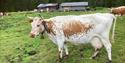 Telemark cow at the mountain farm Gavlesjåstulen at Lifjell