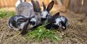 rabbits at Brekka Farm in Skien