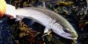 Sea Trout