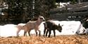 goats at Åsbergtunet in the spring