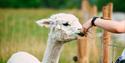 Alpaca at Svenseid Alpaca in Lunde