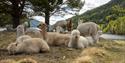 Alpaca at Busnes Alpakka Glamping