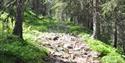 stones and roots on the cycle path Skarsvegen